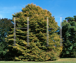 Picture of Fagus sylvatica 'Laciniata'