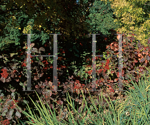 Picture of Viburnum dilatatum f. pilosulum 