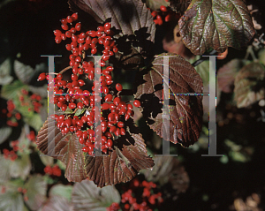 Picture of Viburnum dilatatum f. pilosulum 