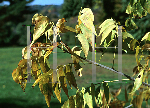 Picture of Sapindus drumondii 