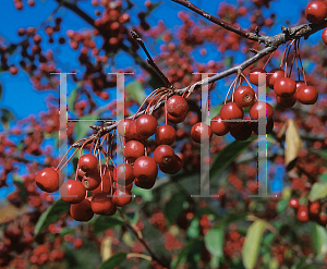 Picture of Malus x 'White Angel'