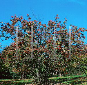 Picture of Viburnum setigerum 'Aurantiacum'