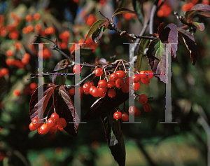 Picture of Viburnum setigerum 'Aurantiacum'