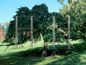 Picture of Ulmus glabra 'Horizontalis'