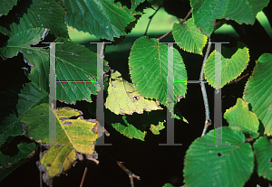 Picture of Ulmus glabra 'Horizontalis'