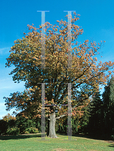 Picture of Quercus rubra 