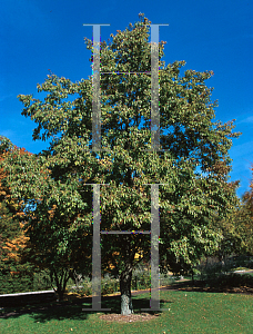 Picture of Alnus japonica 