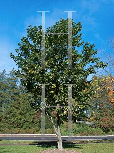 Picture of Styrax japonicum 'Emerald Pagoda'