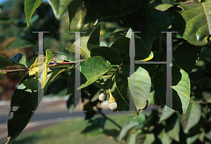 Picture of Styrax japonicum 'Emerald Pagoda'