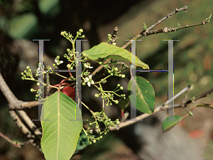 Picture of Euonymus hamiltonianus 