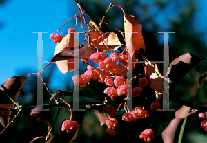 Picture of Euonymus hamiltonianus 