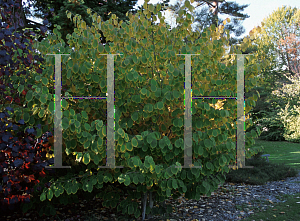 Picture of Hamamelis mollis 'Princeton Gold'