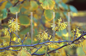 Picture of Hamamelis virginiana 