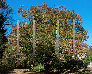 Picture of Acer truncatum 