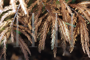 Picture of Taxodium distichum 