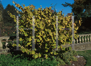 Picture of Hamamelis mollis 'Princeton Gold'