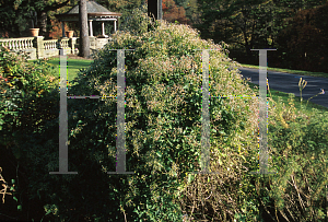 Picture of Clematis terniflora 