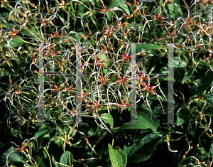 Picture of Clematis terniflora 