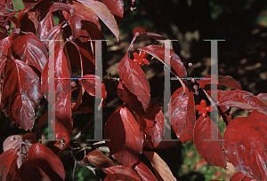 Picture of Cornus florida 