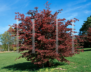 Picture of Cornus kousa 