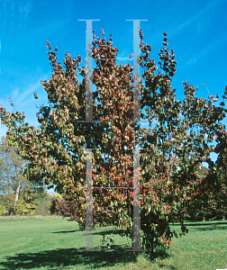 Picture of Cornus officinalis 