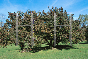 Picture of Cornus officinalis 