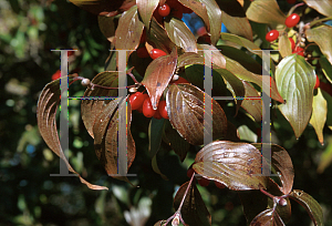 Picture of Cornus officinalis 