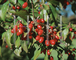 Picture of Cornus officinalis 