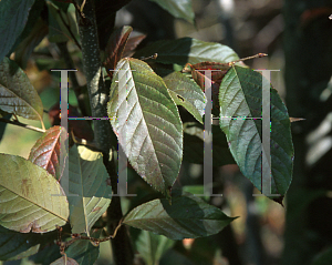 Picture of Photinia beauverdiana 