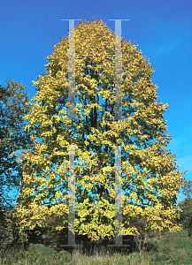 Picture of Tilia americana 