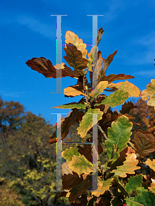 Picture of Quercus dentata 