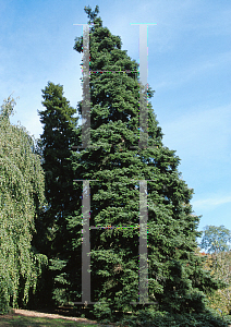 Picture of Abies cephalonica 