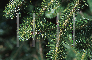 Picture of Abies cephalonica 