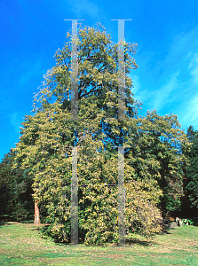 Picture of Tilia tomentosa 'Petiolaris'