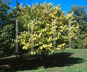 Picture of Styrax obassia 