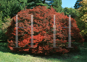 Picture of Enkianthus perulatus 'J. L. Pennock'
