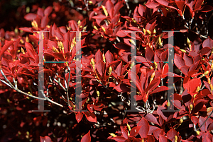 Picture of Enkianthus perulatus 'J. L. Pennock'