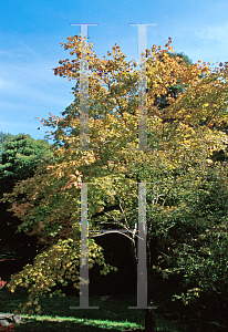 Picture of Acer shirasawanum '~Species'