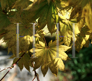 Picture of Acer shirasawanum 