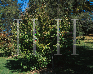 Picture of Cornus officinalis 'Kintoki'