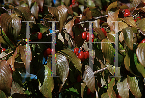 Picture of Cornus officinalis 'Kintoki'