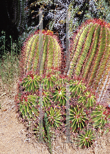 Picture of Ferocactus pilosus 