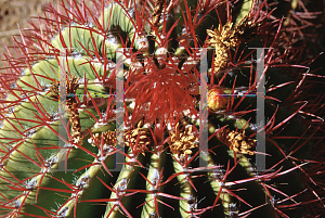 Picture of Ferocactus pilosus 