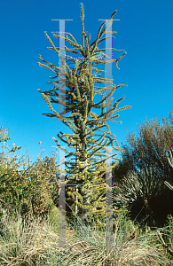 Picture of Fouquieria purpusii 