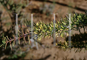 Picture of Fouquieria purpusii 