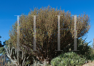 Picture of Bursera hindsiana 