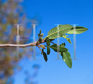 Picture of Bursera hindsiana 