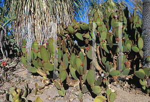 Picture of Opuntia microdasys 