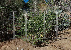 Picture of Fouquieria leonilae 