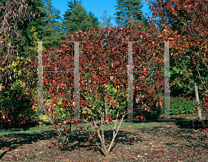 Picture of Viburnum nudum 'Winterthur'